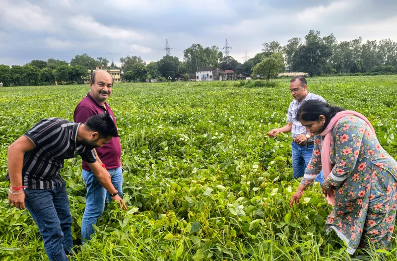 सोयाबीन फसल में रोग एवं कीटों की नियमित निगरानी करें किसान